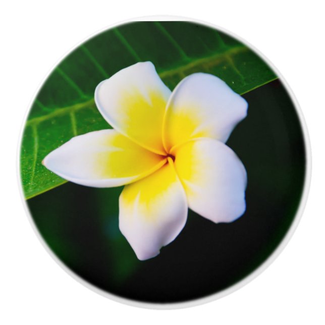 Plumeria Photo Print Knopp (Framsidan)