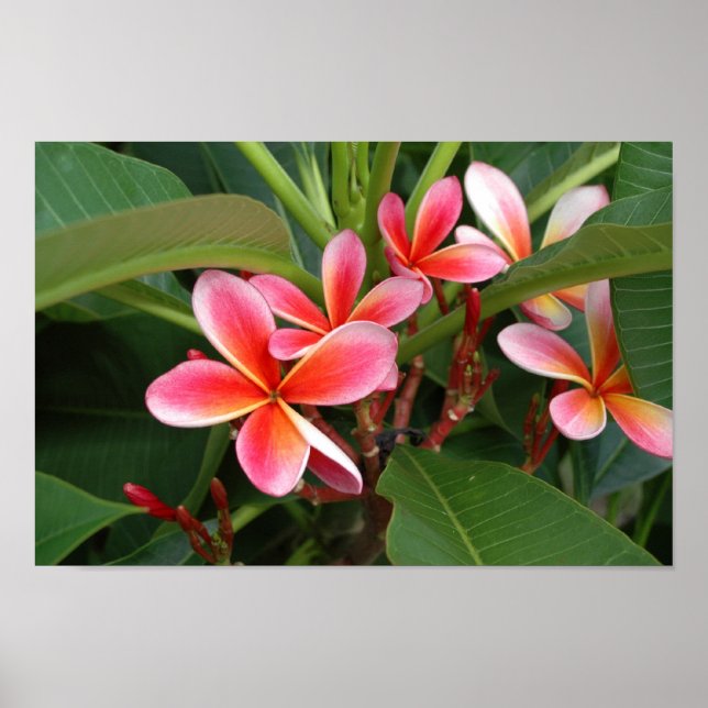 Plumeria Poster (Framsidan)