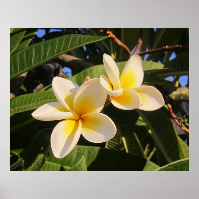 Plumeria Poster (Framsidan)