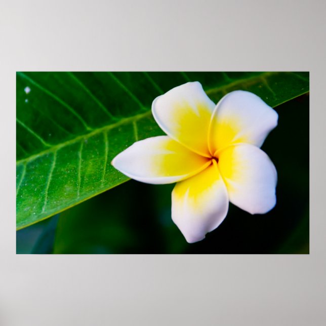 plumeria poster (Framsidan)