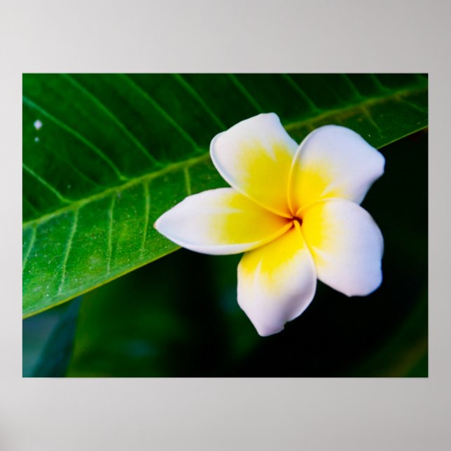 plumeria poster (Framsidan)