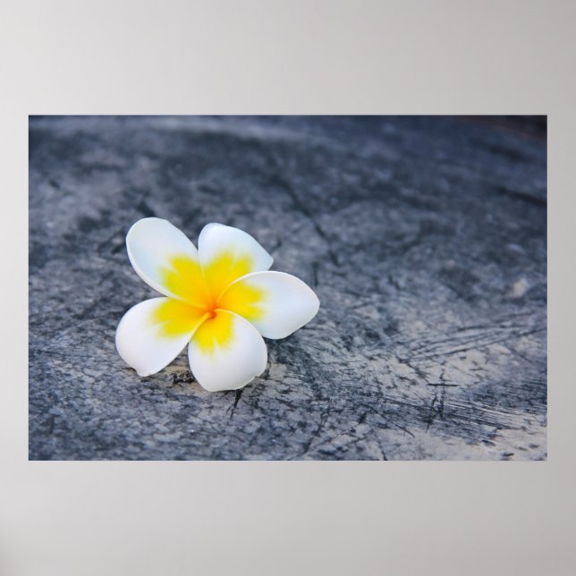 Plumeria Poster (Framsidan)