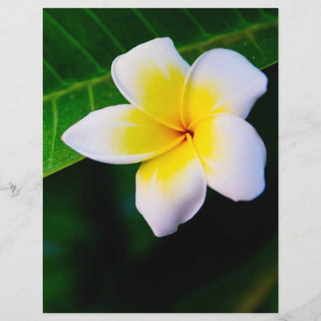 plumeria reklamblad (Framsidan)