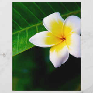 plumeria reklamblad