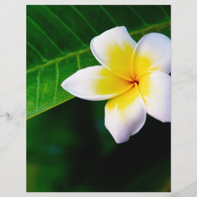 plumeria reklamblad (Framsidan)