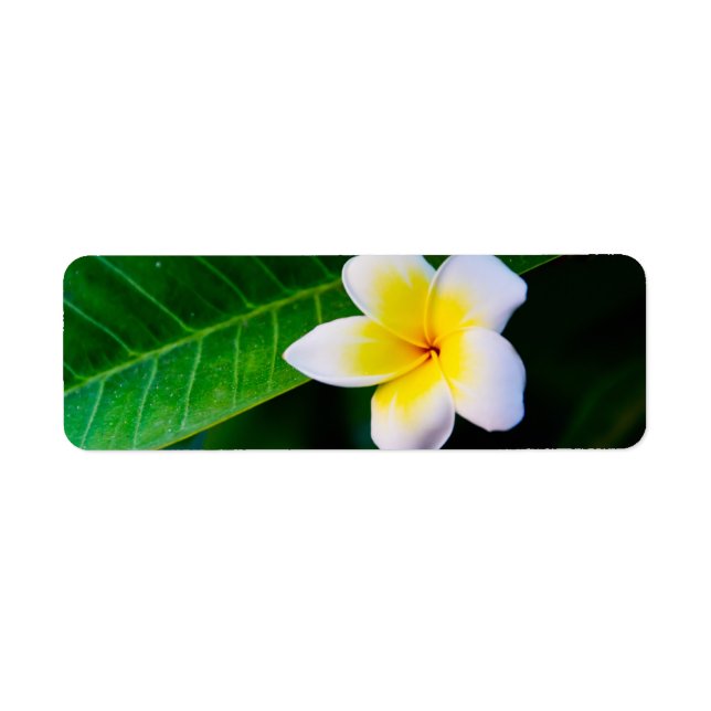 plumeria returadress etikett (Framsidan)