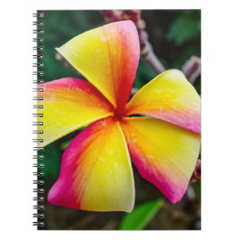Plumeria rubra anteckningsbok