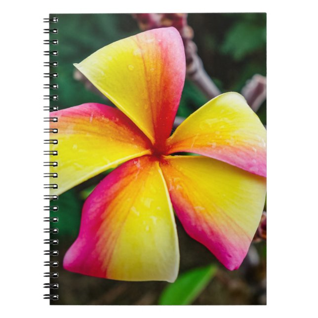 Plumeria rubra anteckningsbok (Framsidan)
