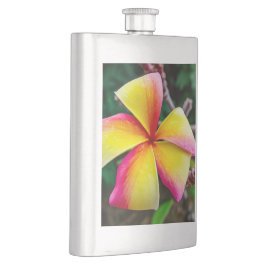 Plumeria rubra fickplunta