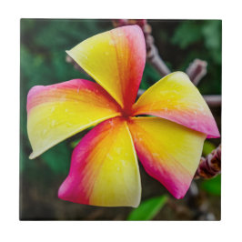 Plumeria rubra kakelplatta