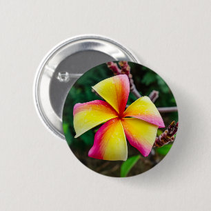 Plumeria rubra knapp