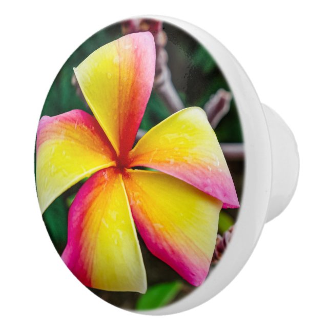 Plumeria rubra knopp (Höger)