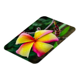 Plumeria rubra magnet