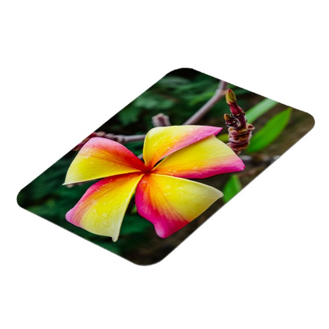 Plumeria rubra magnet (Vänstra Sidan)