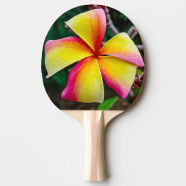 Plumeria rubra pingisracket