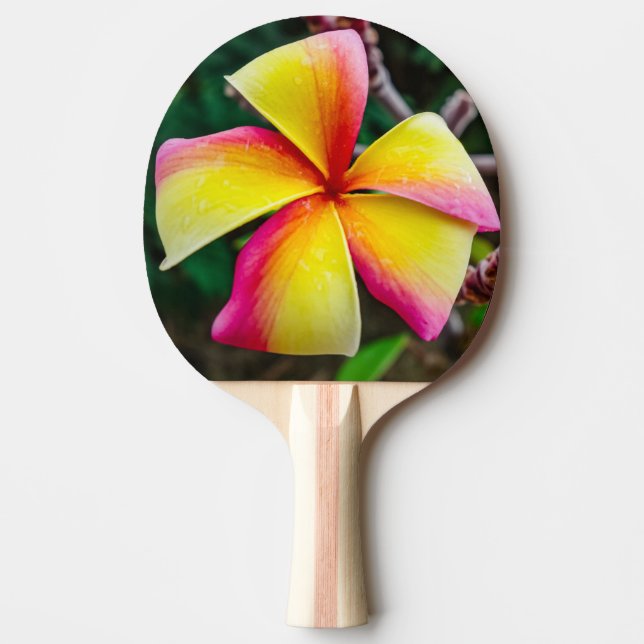 Plumeria rubra pingisracket (Framsidan)