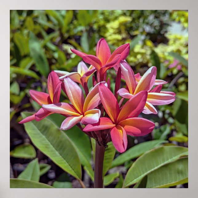 Plumeria Rubra Poster (Framsidan)