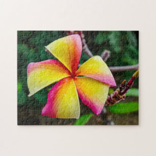 Plumeria rubra pussel