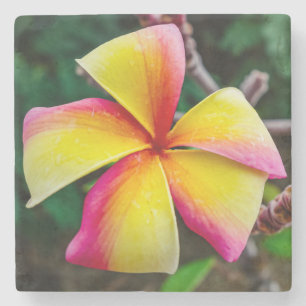 Plumeria rubra stenunderlägg