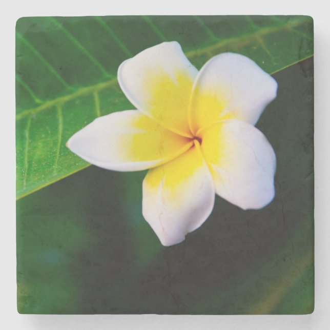 plumeria stenunderlägg (Framsidan)