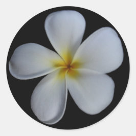 Plumeria Stickers Runt Klistermärke