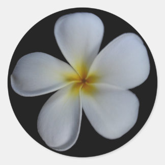 Plumeria Stickers Runt Klistermärke