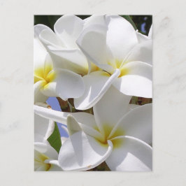 Plumeria Tropical Flowers Vykort