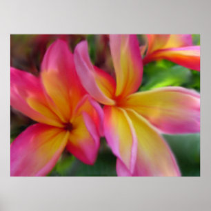 Plumeria-utskrift Poster