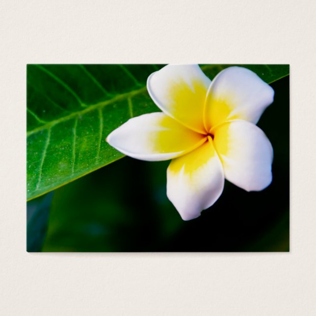 plumeria visitkort (Framsidan)