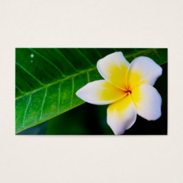 plumeria visitkort