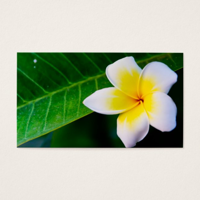 plumeria visitkort (Framsidan)