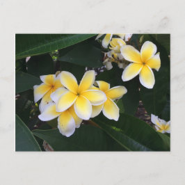 Plumeria Vykort