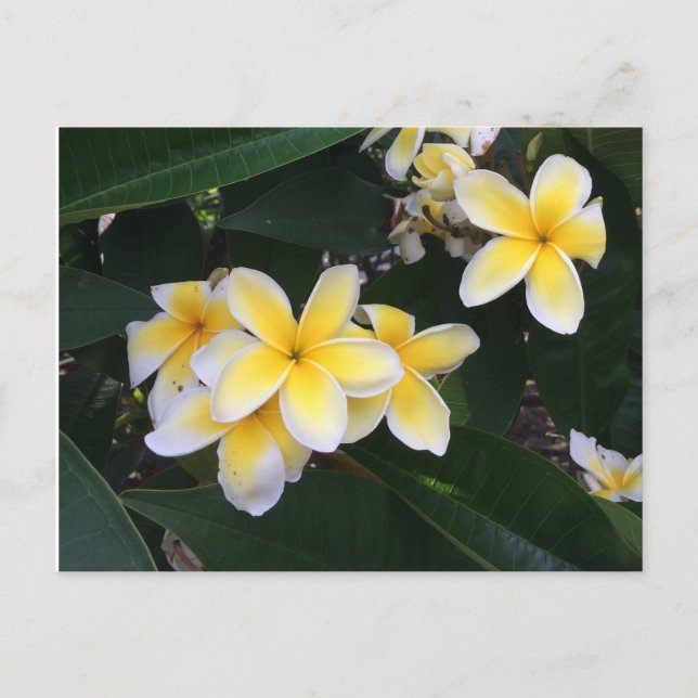 Plumeria Vykort (Framsida)