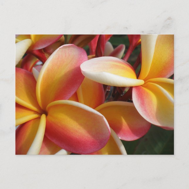 plumeria vykort (Framsida)