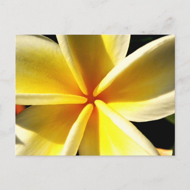 plumeria vykort (Framsida)