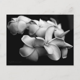 Plumeria vykort.. vykort