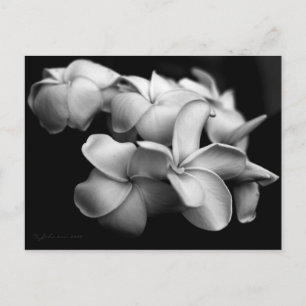 Plumeria vykort.. vykort
