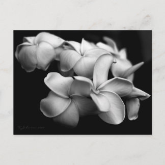 Plumeria vykort.. vykort