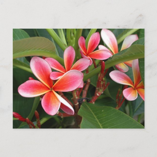 Plumeria-vykort Vykort (Framsida)