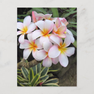 Plumeria [vykort] vykort