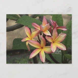 Plumeria-vykort Vykort