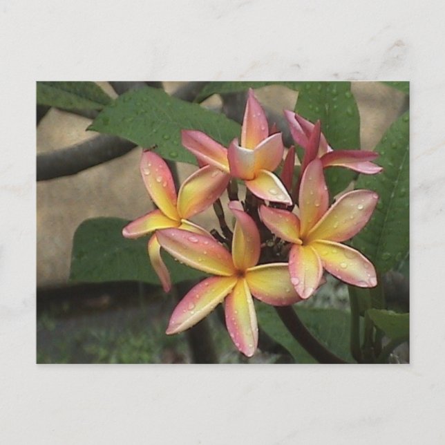 Plumeria-vykort Vykort (Framsida)