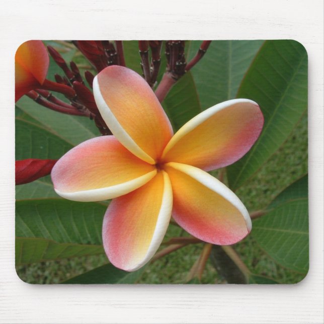 Plumeriablomma Oahu Hawaii Musmatta (Framsidan)