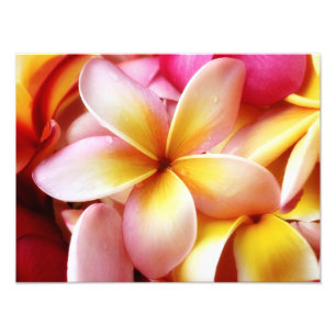 PlumeriaFrangipaniHawaii blomma skräddarsy tomt Fototryck