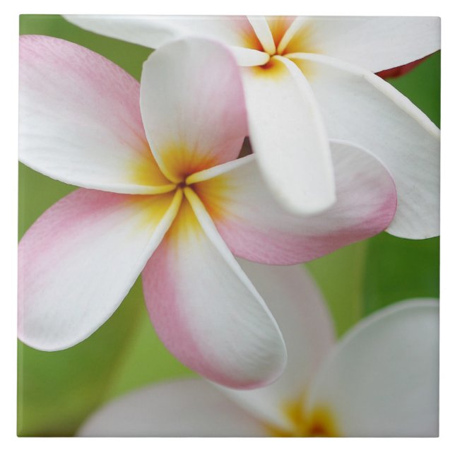PlumeriaFrangipaniHawaii blomma skräddarsy tomt Kakelplatta (Framsidan)