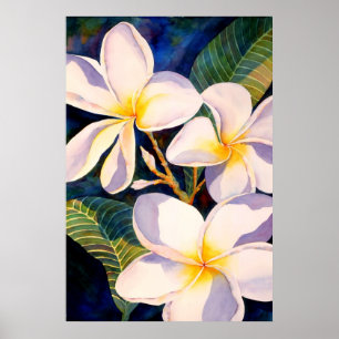 Plumerias Aglow Poster