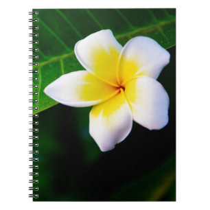 Plumerias Anteckningsbok Med Spiral