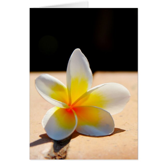 Plumerias Hälsningskort (Framsidan)