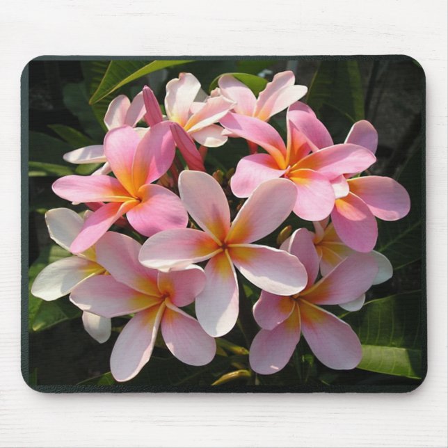 Plumerias i blom musmatta (Framsidan)