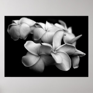 Plumerias i svartvitt poster